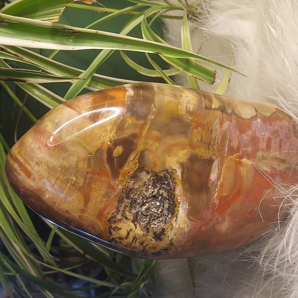 Healing Petrified Wood Crystal Healing Properties... FREE Shipping over $100